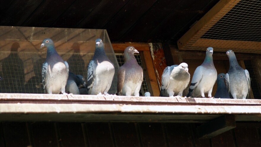 Porodica Čolić se golubarstvom bavi više od pet decenija