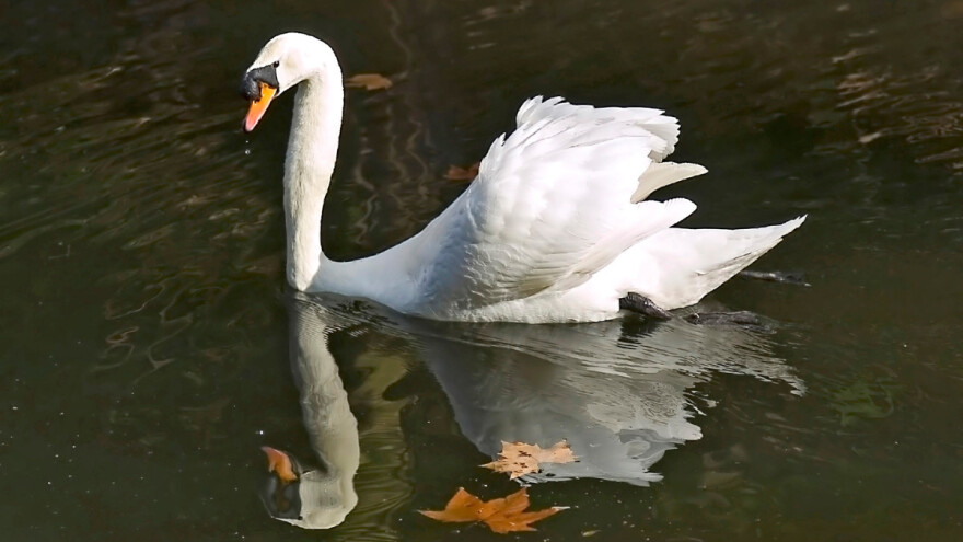Potvrđena ptičja gripa u Hrvatskoj, u Lonjskom polju