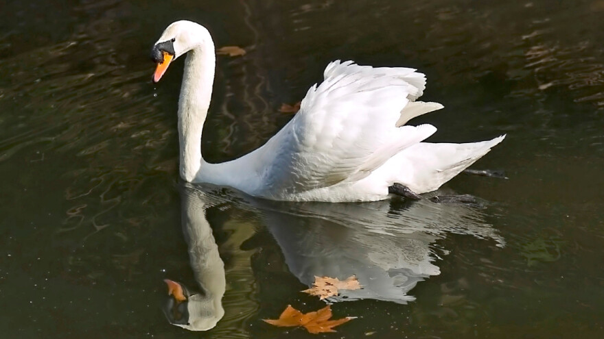 Potvrđena ptičja gripa u Sisačko-moslavačkoj županiji
