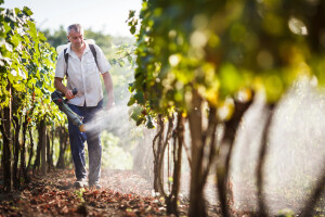 Primjena tečnih đubriva u vinogradima - šta treba znati