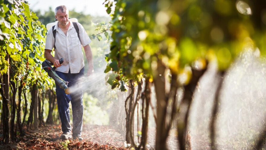 Primena tečnih đubriva u vinogradima - šta treba znati