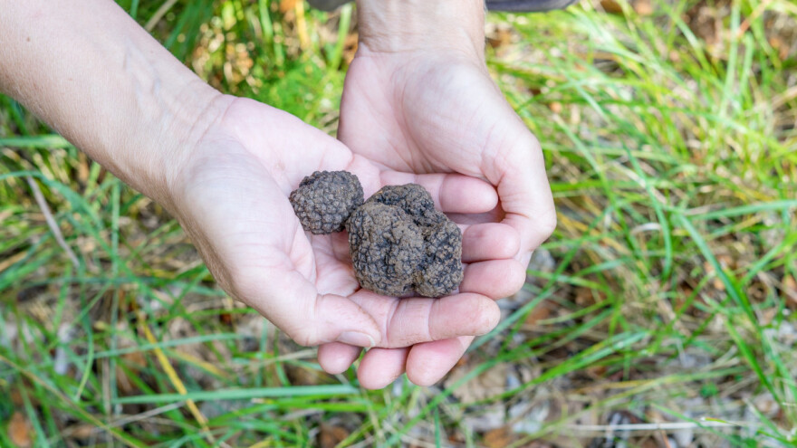Tartufa ima, samo treba znati kako ih pronaći?