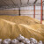 Berzanski ugovori za novi rod pšenice - 38 dinara za kilogram