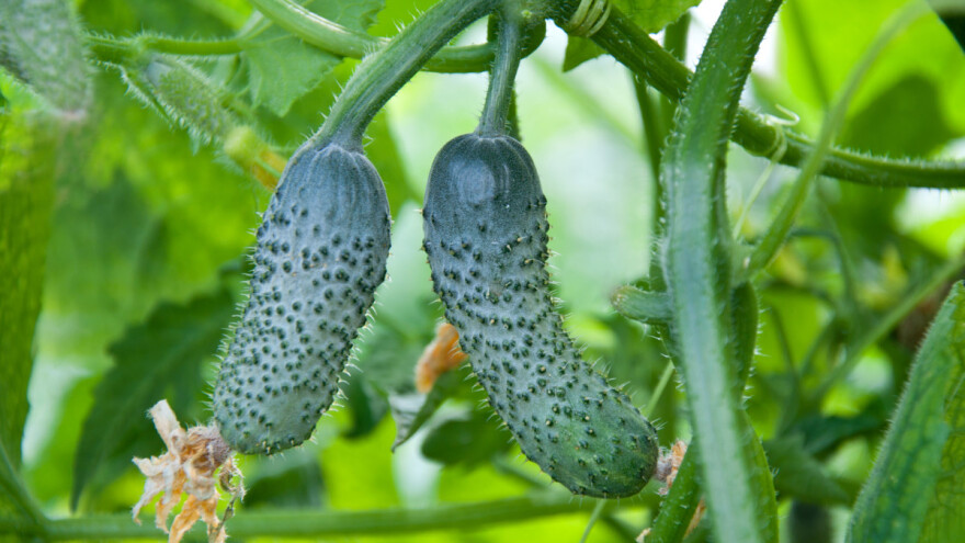 Zašto se plod krastavca deformiše i kako na to uticati?