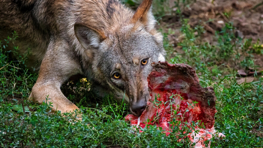 Pojeo vuk magare: Kako do zajedničkog rješenja za zaštitu stoke, ali i divljih zvijeri?