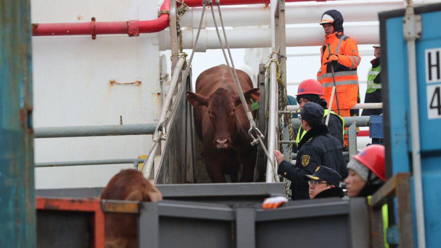 I na brodu Elbeik goveda moraju biti usmrćena - neka bačena u more?