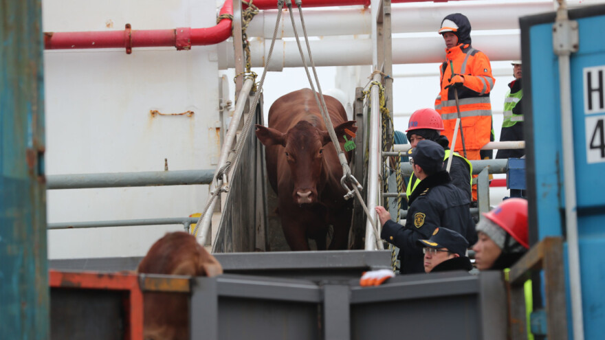 I na brodu Elbeik goveda moraju biti usmrćena - neka bačena u more?