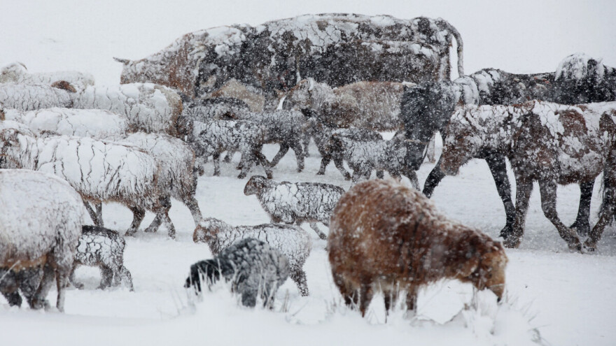 Skoro pet miliona grla stoke uginulo zbog "džuda"