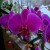 Kako uspešno uzgajati orhideje?