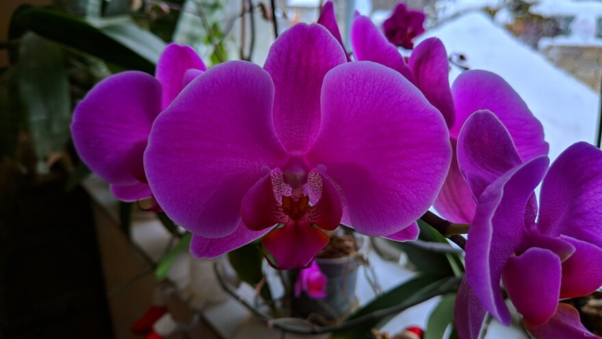 Kako uspešno uzgajati orhideje?