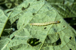 Čim primjetite jaja pamukove sovice - primjenite tretman insekticidima