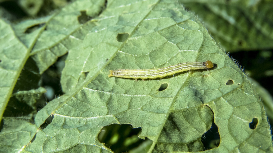 Čim primjetite jaja pamukove sovice - primjenite tretman insekticidima