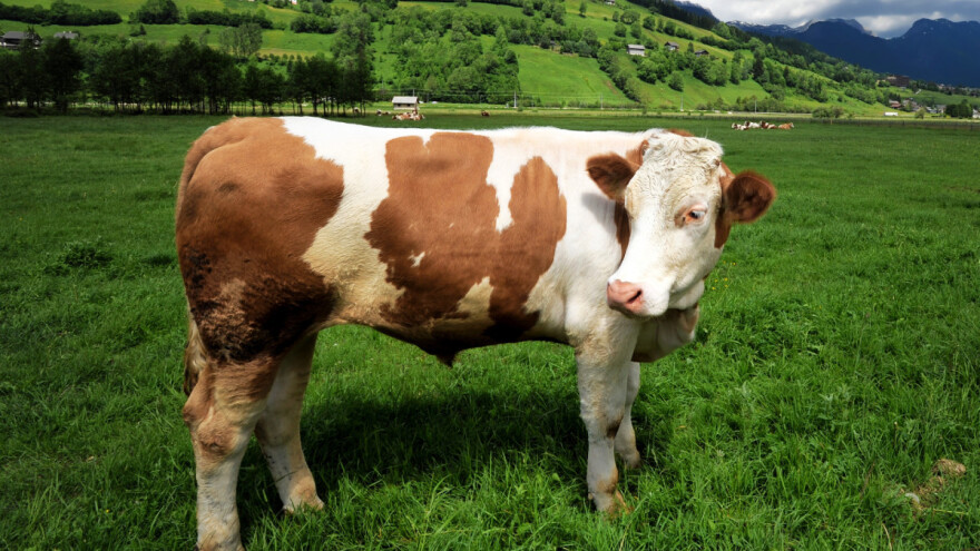 Mladi bik prodat za 54.000 evra