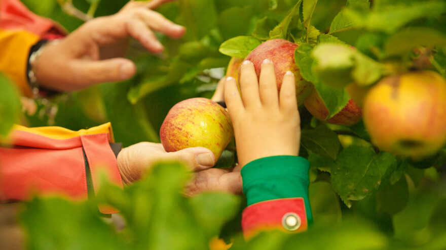 Otvorio voćnjak, pozvao ljude da beru i u dva i pol dana se riješio 10 tona jabuka!