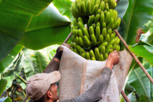 Ako EU smanji potpore, prijeti nam nestašica banana?