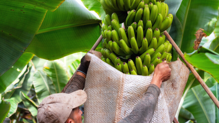 Ako EU smanji potpore, prijeti nam nestašica banana?
