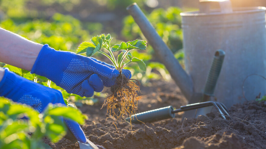 Koje su prednosti proljećne sadnje jagoda?