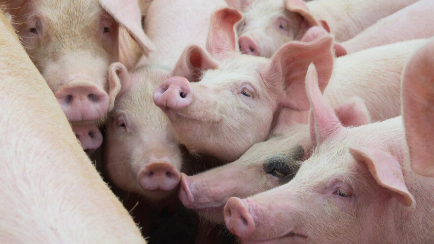 Pašalić najavio pomoć za svinjogojstvo u RS - uskoro mjere