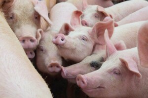 Svinjogojci izlaze iz posla u zamjenu za naknadu - u kojoj evropskoj zemlji?