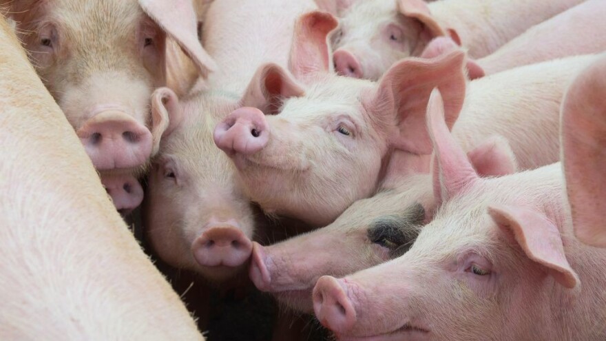 Svinjogojci izlaze iz posla u zamjenu za naknadu - u kojoj evropskoj zemlji?