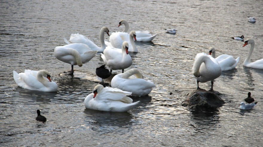 Novi slučaj ptičje gripe u Hrvatskoj