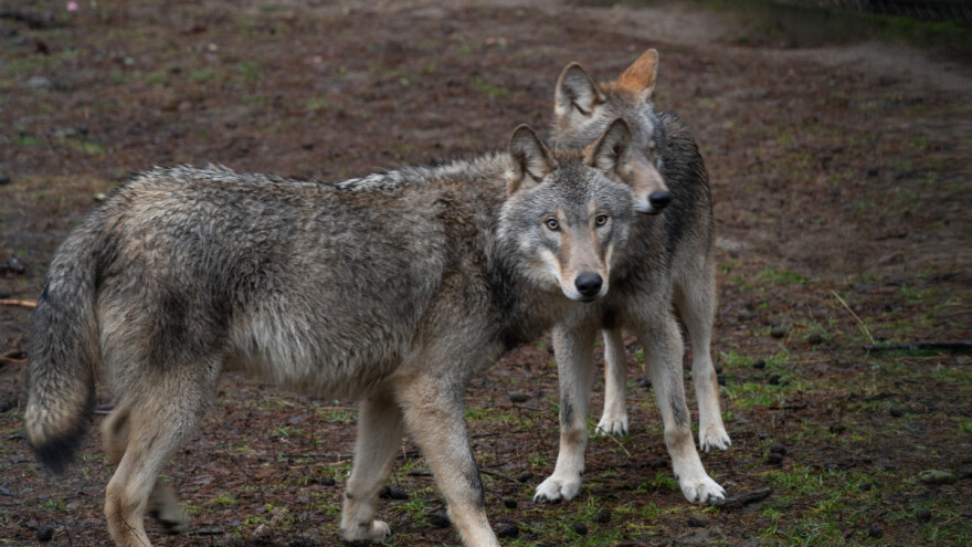 Vukovi zaklali tri krave u Gornjim Igranima