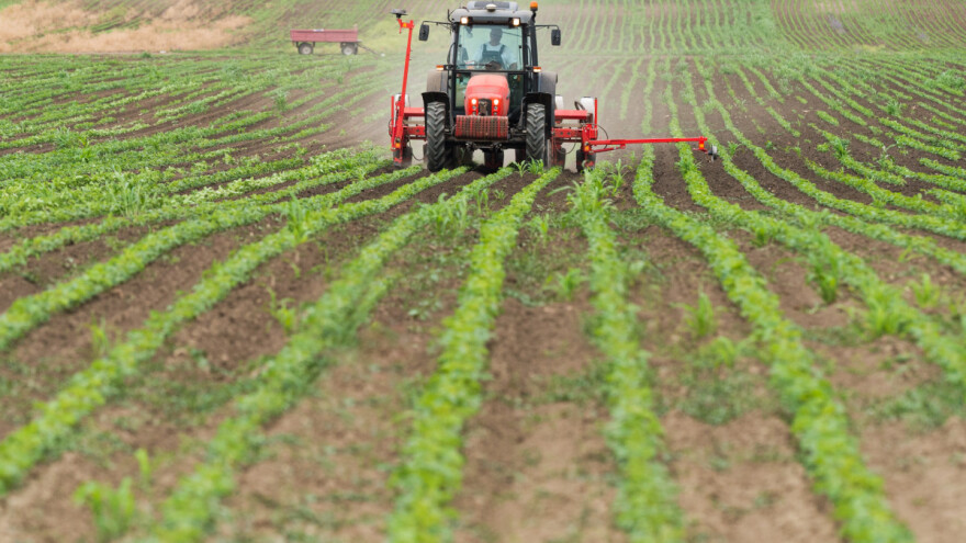 Korovi u soji su domaćini insektima i patogenima, kako ih ukloniti?