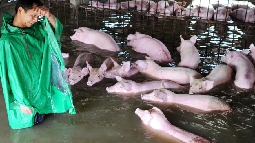 U poplavi se utopilo više miliona svinja, a stradala i polja pirinča