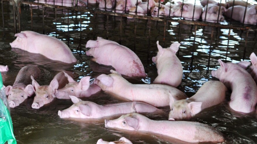 Nije uspio spasiti 400 svinja od poplave: Zadnje što je čuo bio je alarm