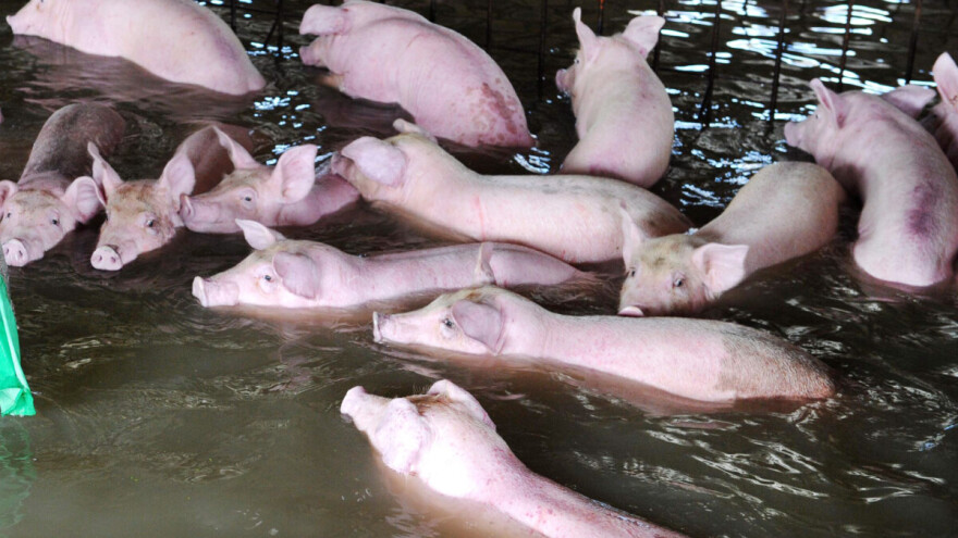 Nije uspeo da spasi 400 svinja od poplave: Zadnje što je čuo bio je alarm