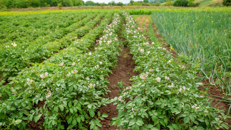 Koje biljke štite usjev krompira?