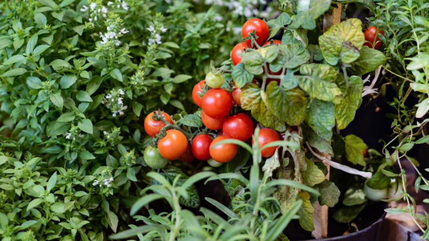 Pica i sladoled bašta u saksijama - kombinujte bilje za omiljena jela