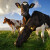 Za metan iz buraga krava odgovorna hrana - ali koja?