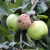Kako izbeći moniliju na plodovima jabuke i kruške?