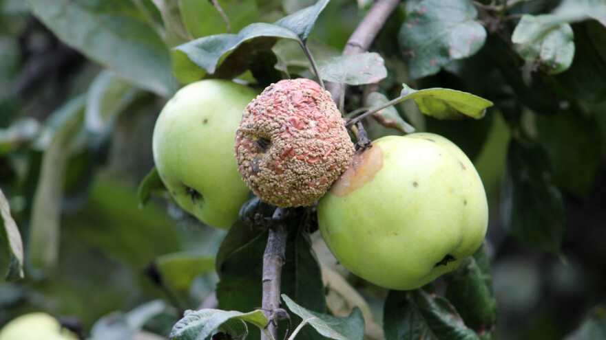 Kako izbjeći moniliju na plodovima jabuke i kruške?