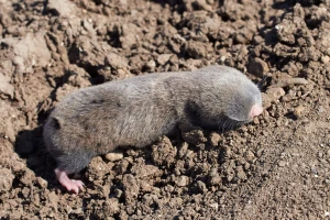 Kako otjerati sljepaša - ugroženog stanovnika oranica?