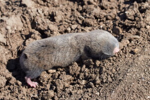 Kako otjerati sljepaša - ugroženog stanovnika oranica?