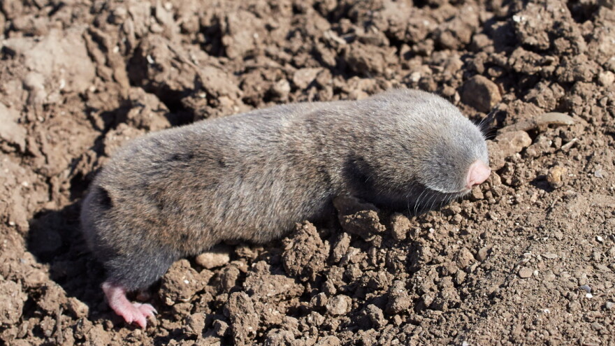 Kako otjerati sljepaša - ugroženog stanovnika oranica?
