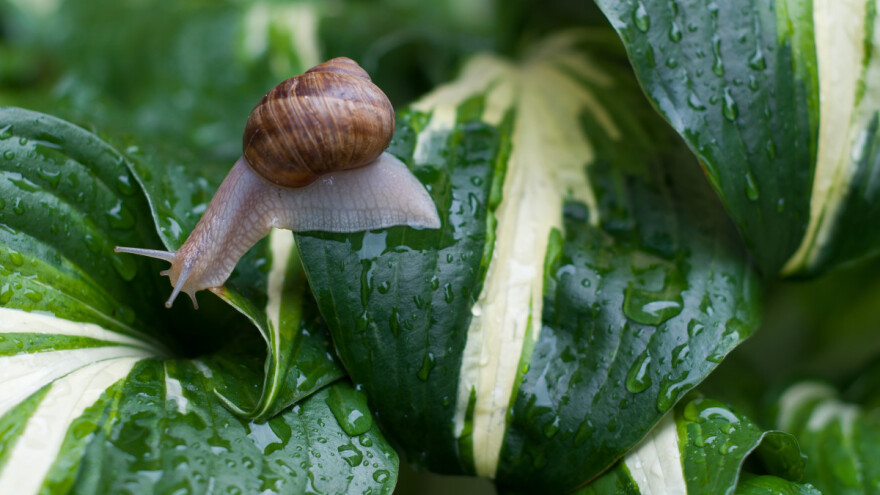 Ušli smo u najkišovitiji mjesec u godini - ratari i voćari reagujte na vrijeme