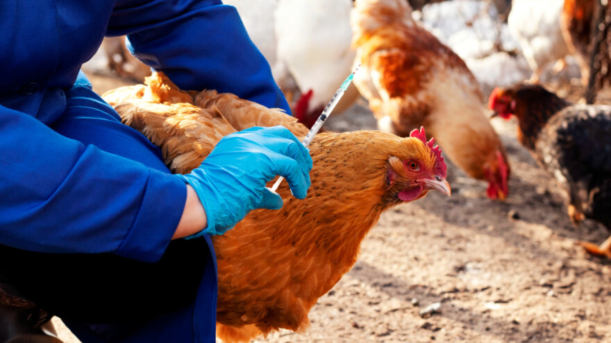 Bolesti životinja: Komisija uskladila pravila o vakcinaciji