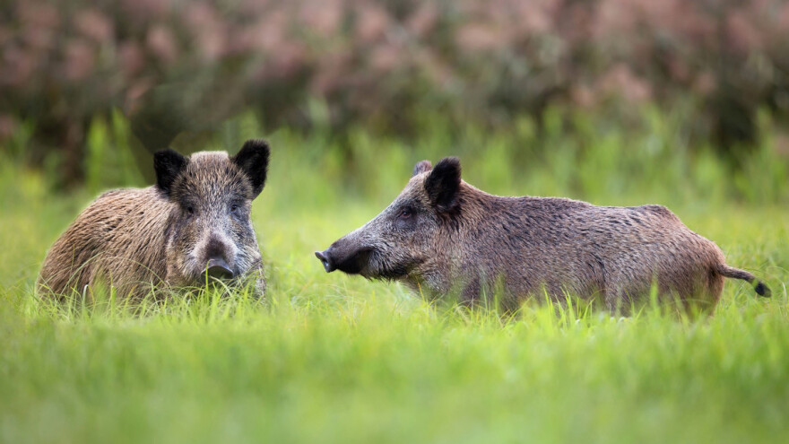 Nemačku pokrajinu od ASK-a zaštitile ograde? Zemljoposednicima 70 centi po metru