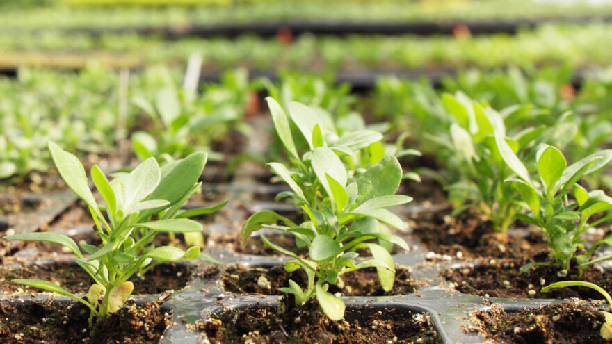 Uzgoj cvijeća: Što sijati krajem siječnja i početkom veljače?