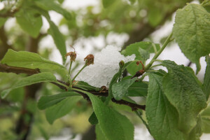 Kako će se niske temperature (pa i snijeg) odraziti na voćke?