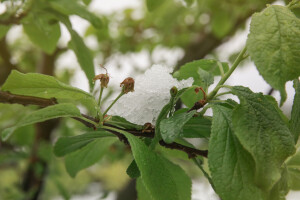 Kako će se snijeg i niske temperature odraziti na voćke?