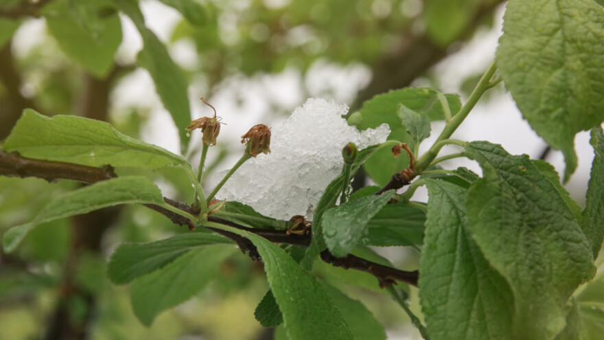 Kako će se snijeg i niske temperature odraziti na voćke?