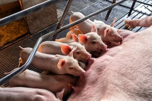 Anemija kod prasadi - rešenje veća konzumacija predstartera?