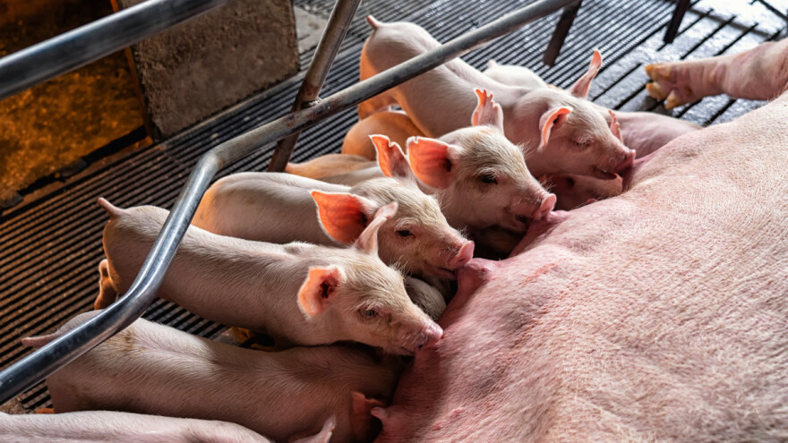 Anemija kod prasadi - rješenje veća konzumacija predstartera?