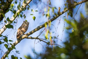 Značaj sova u poljoprivredi je veliki, a i doprinose turizmu
