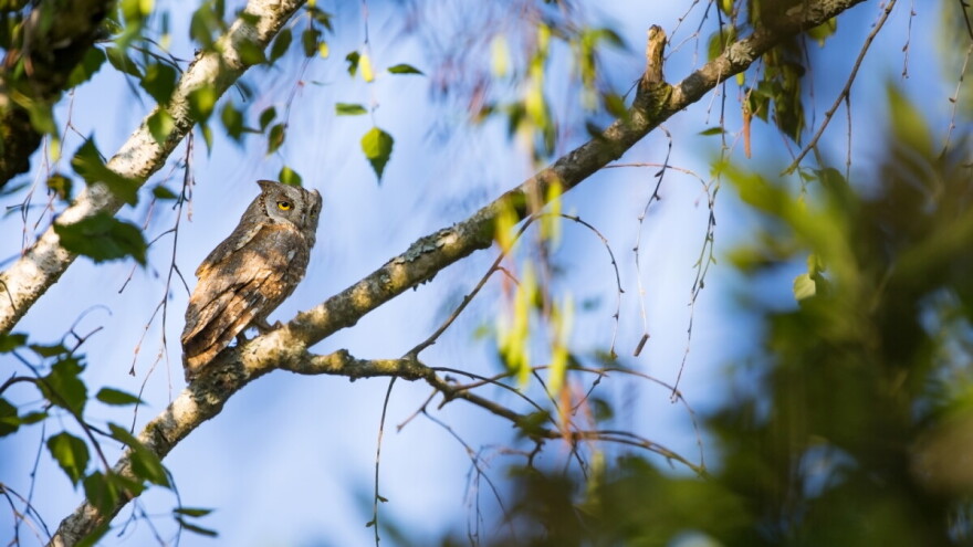 Značaj sova u poljoprivredi je veliki, a i doprinose turizmu