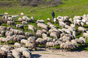 Dali mu na čuvanje 159 ovaca, neće da ih vrati
